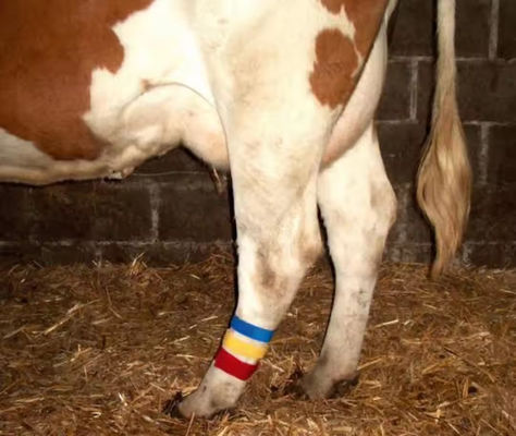 Cow Lag Hook Loop Velcro Band met zelfgreepontwerp en verschillende kleurkeuze